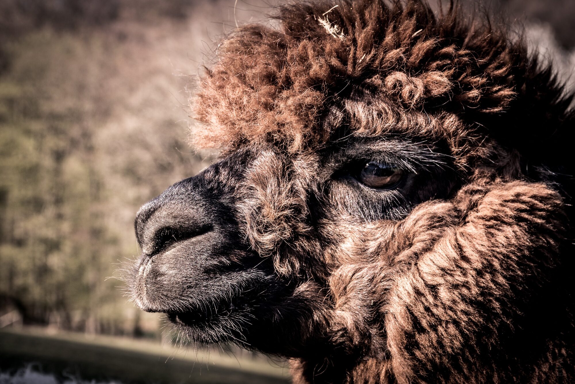 Alpaka - Exotische Säugetiere