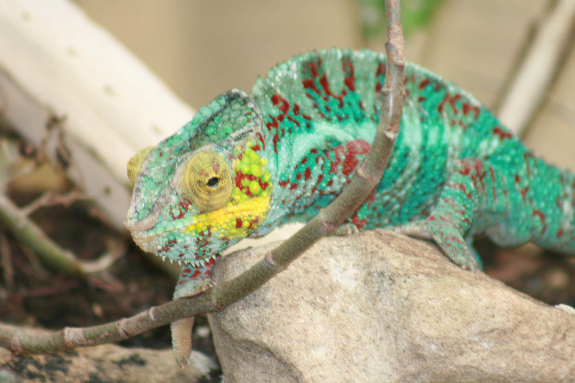 Chamäleon - Exotische Tierarztpraxis