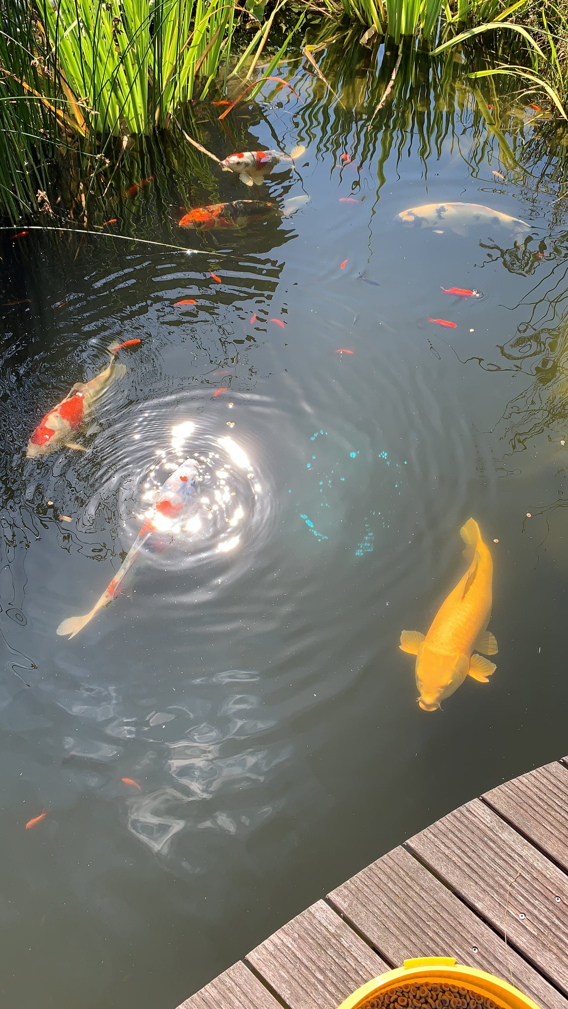 Koi-Fische im Teich