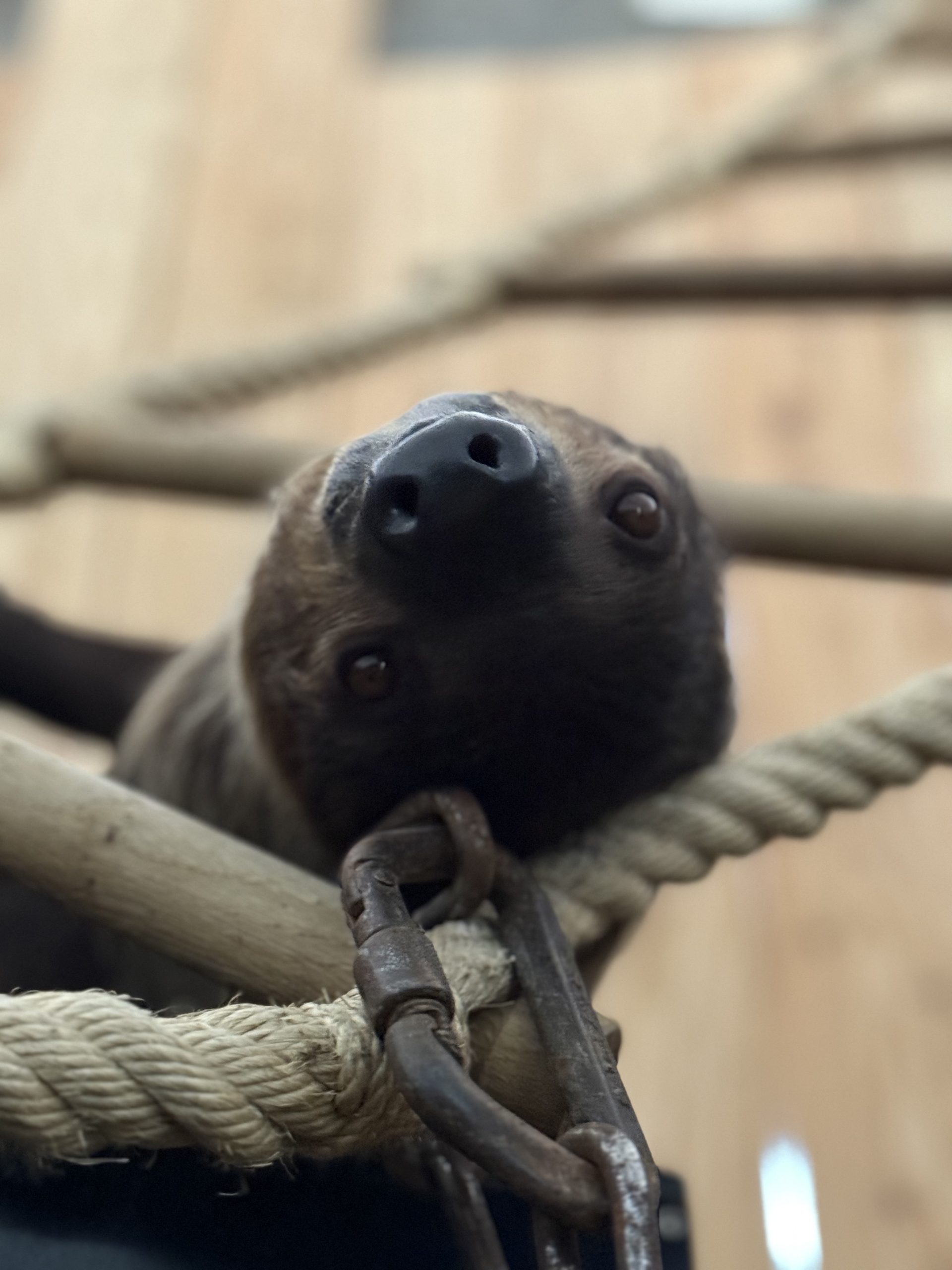 Bestandsbetreuung - Tierärztliche Betreuung von Tiergruppen