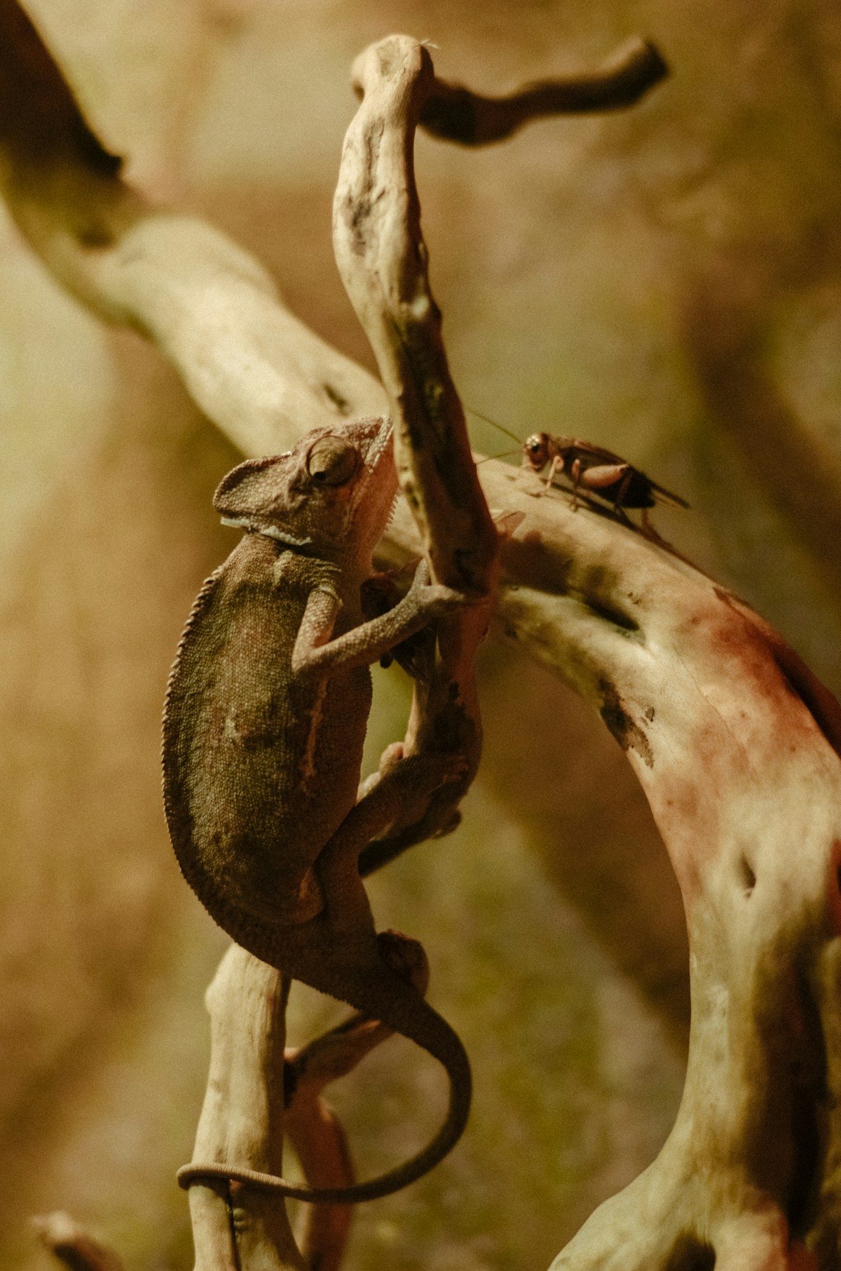 ExotenVet Philosophie